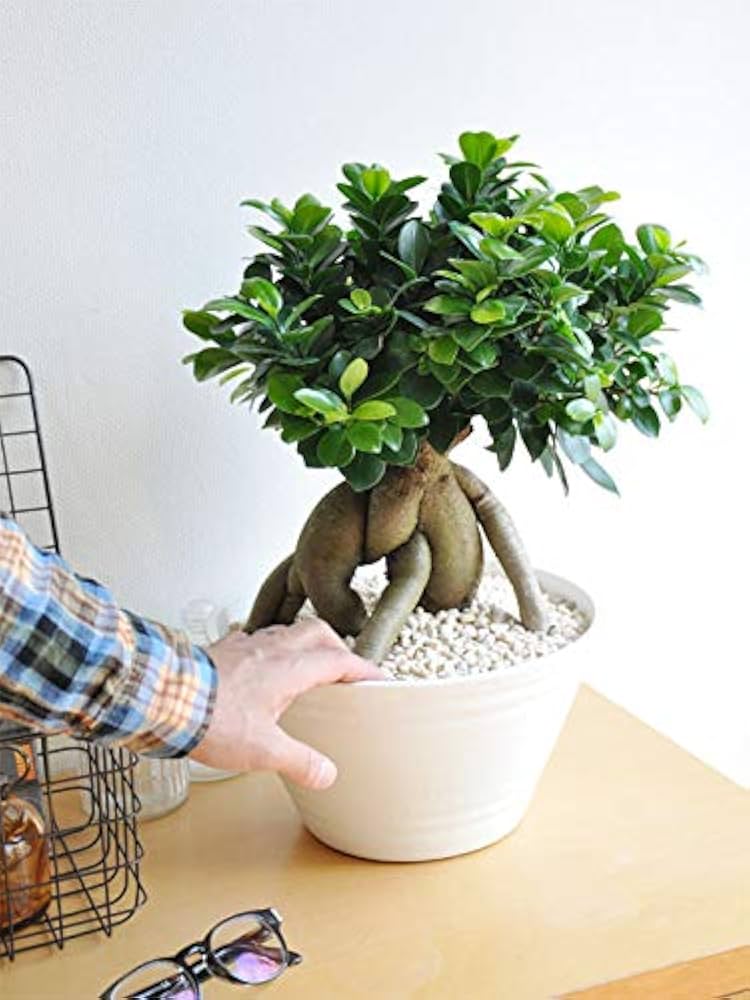 Amazon | LAND PLANTS 超幹太 特大ガジュマル 盆栽仕立ての